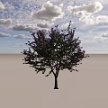 Ornamental Flowering Arbor With Lush Green Foliage And Purple Blossoms On Brown Trunk
