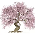 Graceful Tree With Pink Blossoms Twisted Trunk And Exposed Roots