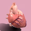 Medical Device Anatomical Heart Model for 3D Visualization in Medical Education