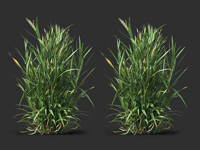 Two Clumps of Lush Green Grass with Long Leaves and Natural Growth 3d model