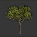 Isolated Tree With Vibrant Green Leaves And Brown Trunk In Gray Background
