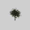Lush Green Olive Tree With Multiple Trunks For Outdoor Landscape Design