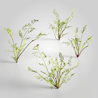 Modern Plant Carrot Seedling Grass 3d model