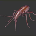 3D Rendered Shiny Red Beetle With Long Antennae And Legs On Dark Background