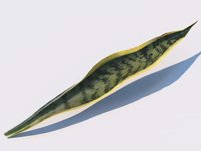 Long Slender Green And Yellow Striped Plant Leaf On White Background With Shadow 3d model