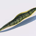 Long Slender Green And Yellow Striped Plant Leaf On White Background With Shadow