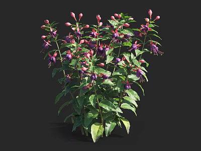 Lush Flowering Plant With Purple Pink Blooms And Green Leaves 3d model