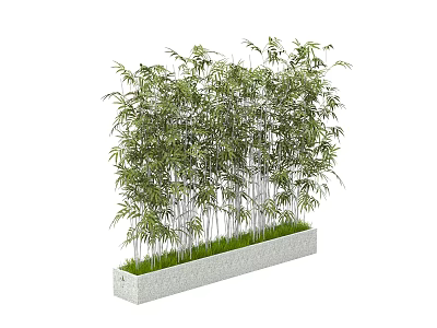 Bamboo Plants in Rectangular Concrete Planter with Lush Green Foliage and Grass 3d model