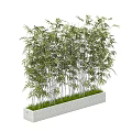 Bamboo Plants in Rectangular Concrete Planter with Lush Green Foliage and Grass