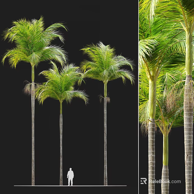 Tall Palm Arbor Trees with Lush Green Fronds and Straight Trunks 3d model 