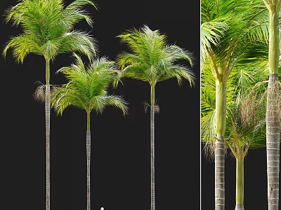 Tall Palm Arbor Trees with Lush Green Fronds and Straight Trunks 3d model