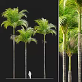 Tall Palm Arbor Trees with Lush Green Fronds and Straight Trunks