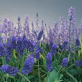 Lush Outdoor Bush With Vibrant Purple Flowers And Fresh Green Leaves In Garden