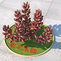 Red Hong Zhi Yu Jin Succulent Plants Arranged On Circular Green Base