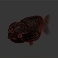 Unique Aquatic Fish With Dark Body Spotted Head Prominent Eyes And Fins