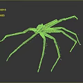 Brown Spider With Long Legs Isolated On Gray Background Detailed View