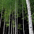 Tall Straight Deciduous Trees with White Spotted Trunks and Lush Green Foliage