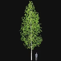 Tall Slender Birch Trees With White Trunks And Fresh Green Leaves
