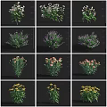 Colorful Garden Flowers And Plants With Purple Pink Yellow Blooms And Green Leaves