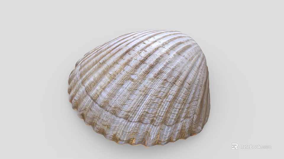 Natural Striped Seashell With Intricate Textured Surface And Brown White Patterns 3d model 