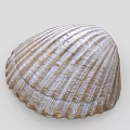 Natural Striped Seashell With Intricate Textured Surface And Brown White Patterns