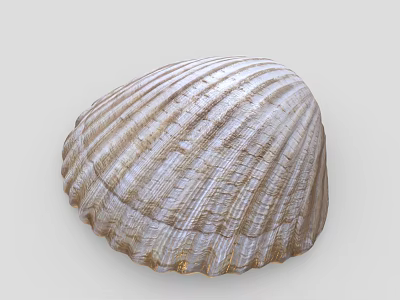 Natural Striped Seashell With Intricate Textured Surface And Brown White Patterns 3d model