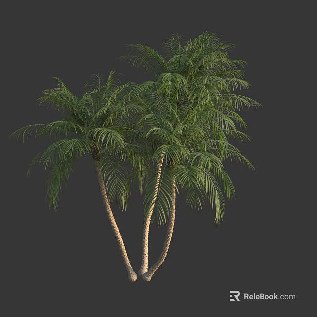 Lush Green Palm Trees With Tall Trunks And Feathery Fronds Isolated On Gray 3d model 