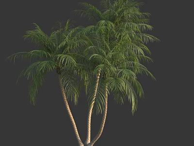 Lush Green Palm Trees With Tall Trunks And Feathery Fronds Isolated On Gray 3d model