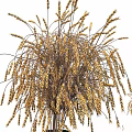 Elegant Decorative Ornament Set with Golden Wheat Ears Bouquet in Black Vase