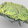 Close Up Of Green Beetle With Yellowish Green Body Black Spots And Rounded Exoskeleton