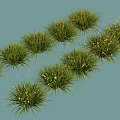 Lush Green Grass Plants With Small White Flowers In Natural Arrangement