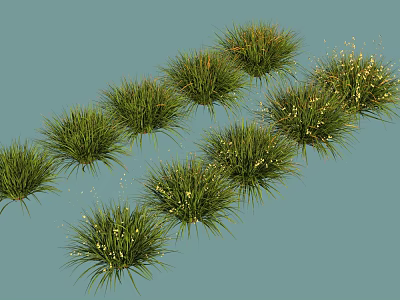 Lush Green Grass Plants With Small White Flowers In Natural Arrangement 3d model