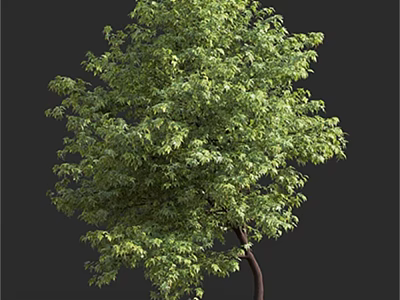Lush Green Foliage Single Tree With Brown Trunk And Dense Branches 3d model