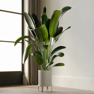 Green Potted Plant With Large Leaves In White Pot Near Window On Light Colored Wall 3d model