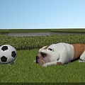 Small Reptile Resting on Green Grass Next to Soccer Ball and Hedge Bushes