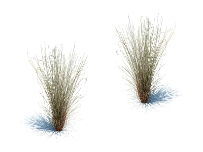 Two Slender Green Grass Plants With Soft Shadows On White Background 3d model