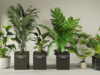 Indoor Potted Plants with Various Green Leaves in Modern Square and Round Planters 3d model