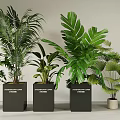 Indoor Potted Plants with Various Green Leaves in Modern Square and Round Planters