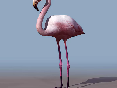 Modern Flamingo 3d model