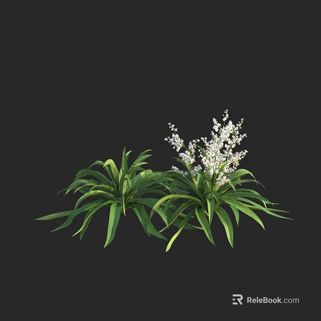 Green Shrubs with Long Leaves and White Small Flowers on Black Background 3d model 