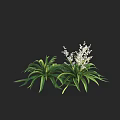 Green Shrubs with Long Leaves and White Small Flowers on Black Background