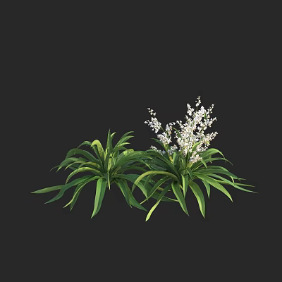 Green Shrubs with Long Leaves and White Small Flowers on Black Background 3d model