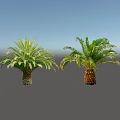 Lush Green Cycas and Palm Trees with Feathery Fronds and Textured Trunks