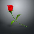 Red Rose With Green Stem And Leaves On Gray Background
