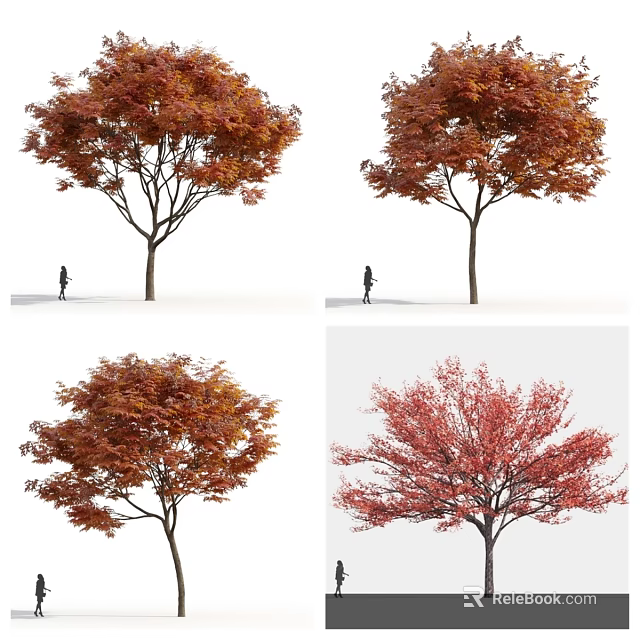 Vibrant Autumn Trees With Red Orange Foliage And Person Walking Underneath 3d model 