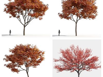 Vibrant Autumn Trees With Red Orange Foliage And Person Walking Underneath 3d model