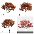 Vibrant Autumn Trees With Red Orange Foliage And Person Walking Underneath