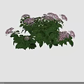 Beautiful Pink Hydrangeas With Fresh Green Leaves In Garden