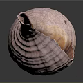 Detailed Pink Textured Conch Shell on Dark Background with Reflection