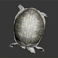Turtle With Intricate Yellow Brown Patterned Shell On Dark Reflective Surface 3d model